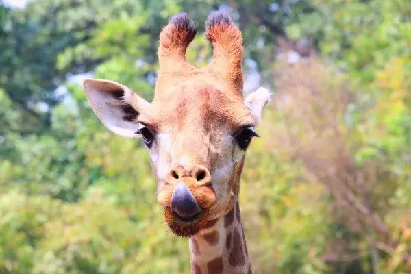 长隆适合小朋友玩的地方,长隆有哪些小朋友可以玩的项目