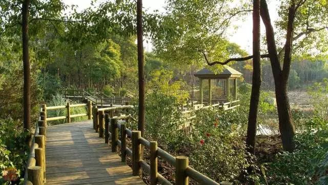 植树节去蚂蚁森林,植树节到