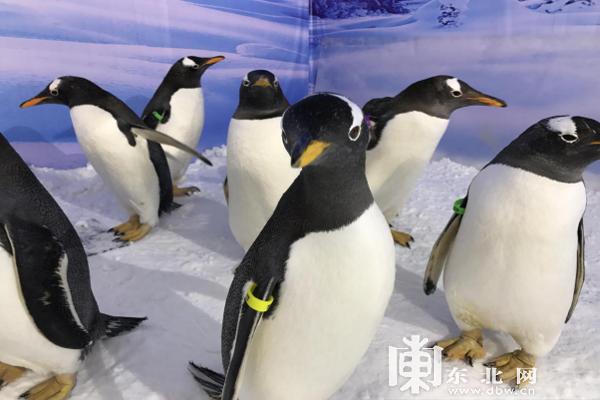 哈尔滨冰雪大世界将闭园,第23届哈尔滨冰雪大世界介绍