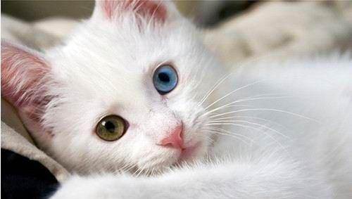 招财猫是哪种猫咪,这才是真正的招财猫