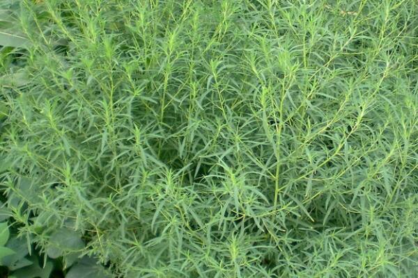 地肤子种子一斤多少钱,地肤草种子一公斤多少钱