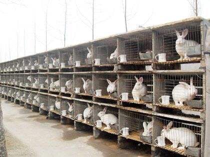 兔肉的养殖成本多少,农村养兔及加工兔肉创业