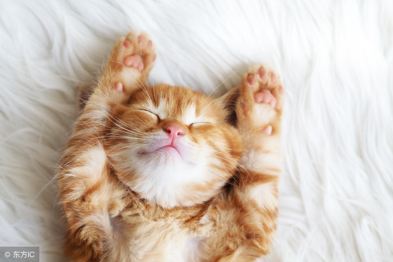 神奇的喵星人不可思议,喵星人诡异动作