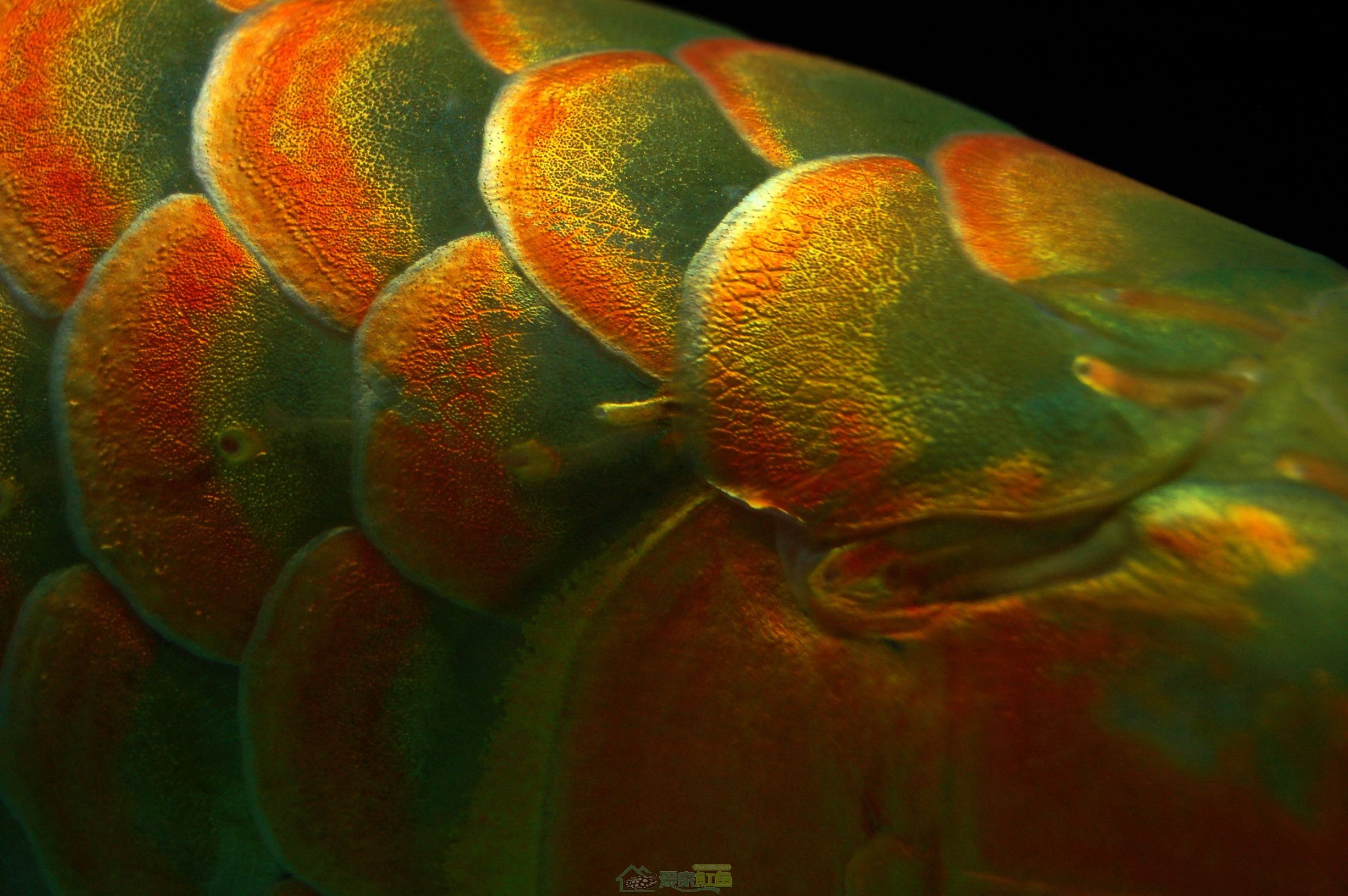 龙鱼断尾不游走,龙鱼直立还能救吗