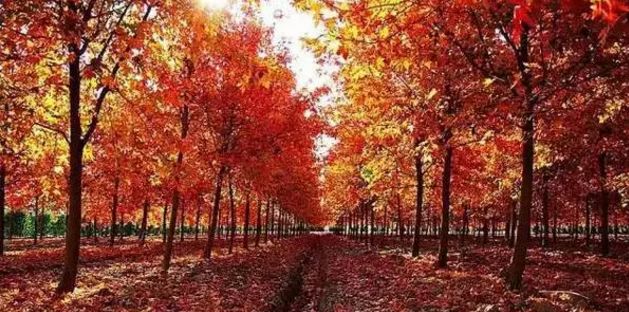 上海残疾人免费景点一览表,上海景区免费景点