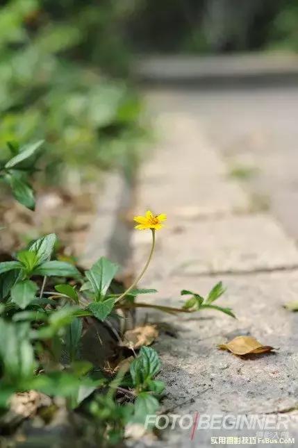 如何拍出浅景深唯美儿童照片,小光圈拍出浅景深