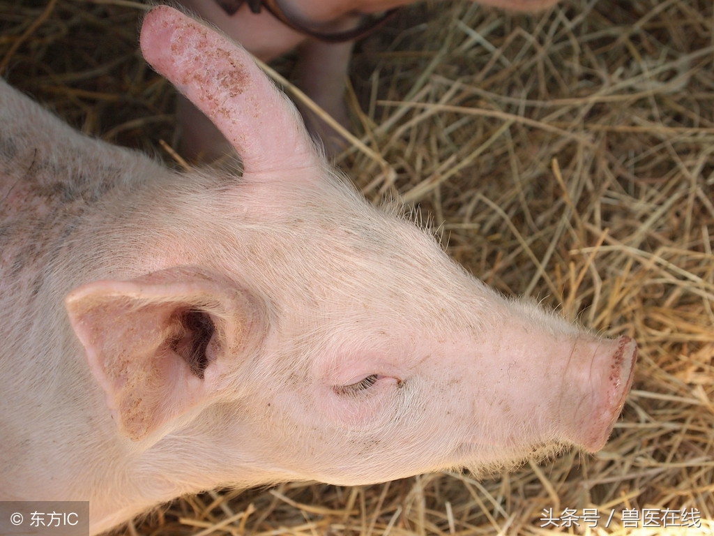 猪疥癣,猪疥螨皮肤病怎么治疗