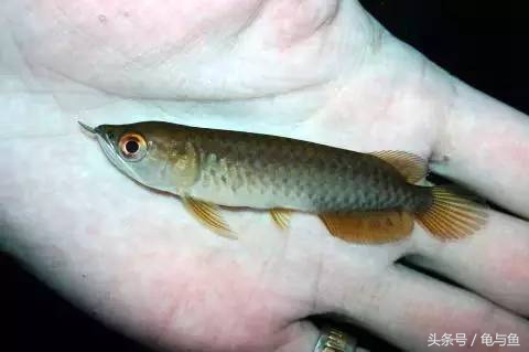 过背金龙鱼成长记录,过背金龙鱼1个月能长多少