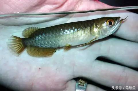 过背金龙鱼成长记录,过背金龙鱼1个月能长多少