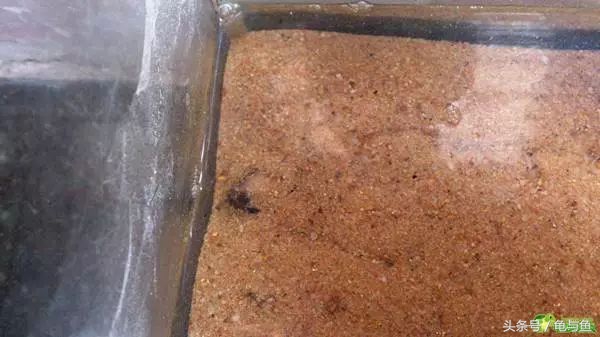 冬眠的正确疗法,冬眠的动物都怎么样越冬