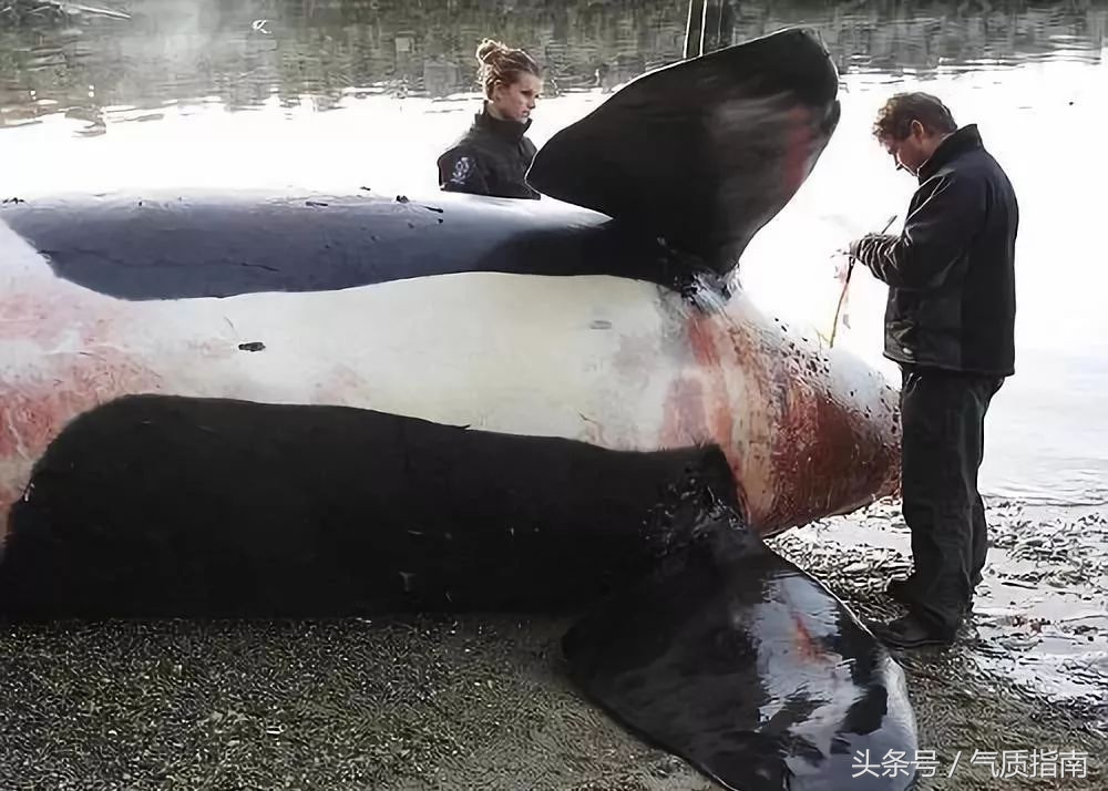 代购骗局朋友圈,朋友圈代购真实案例