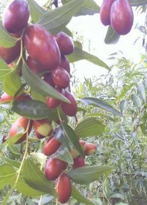 房山什么特产好吃又实惠,正宗房山特产在哪里