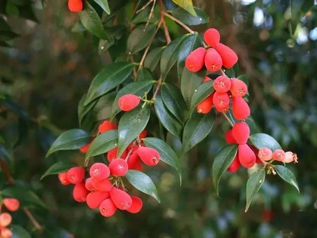 和草莓差不多的水果,berry指的是什么水果