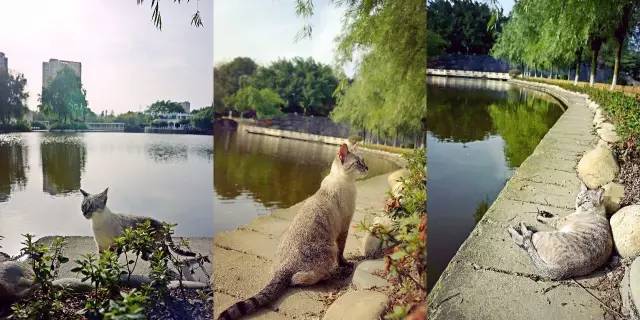 好耍|喵星人大摆造型带你玩转青白江，不萌你来找我！