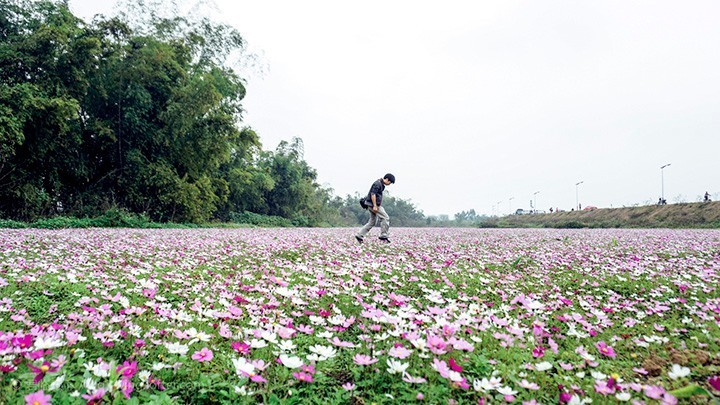 暗黑系石楠花退场的夏天,谁才是武汉新一轮的夏花担当?
