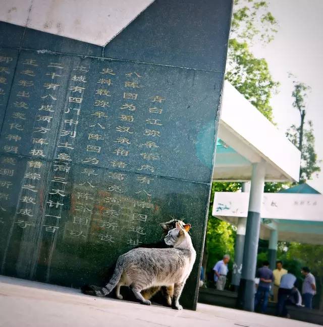 好耍|喵星人大摆造型带你玩转青白江，不萌你来找我！