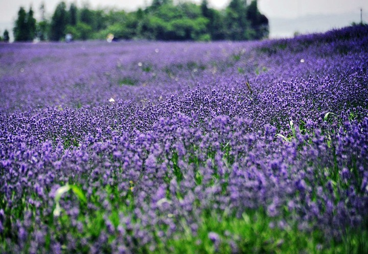 暗黑系石楠花退场的夏天,谁才是武汉新一轮的夏花担当?