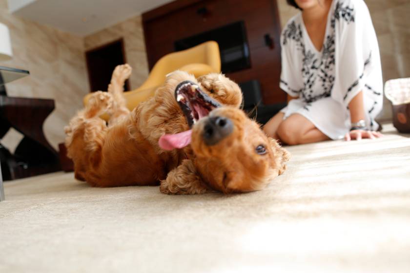 亚龙湾美高梅蜜月,海棠湾红树林和亚龙湾美高梅