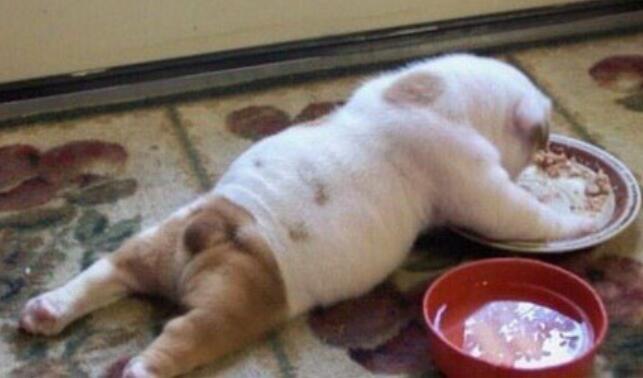 狗狗不吃东西怎么办图片,狗狗不吃东西怎么办搞笑