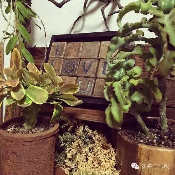 麒麟掌有毒吗用啥能解毒,麒麟掌有毒吗误食了怎么办