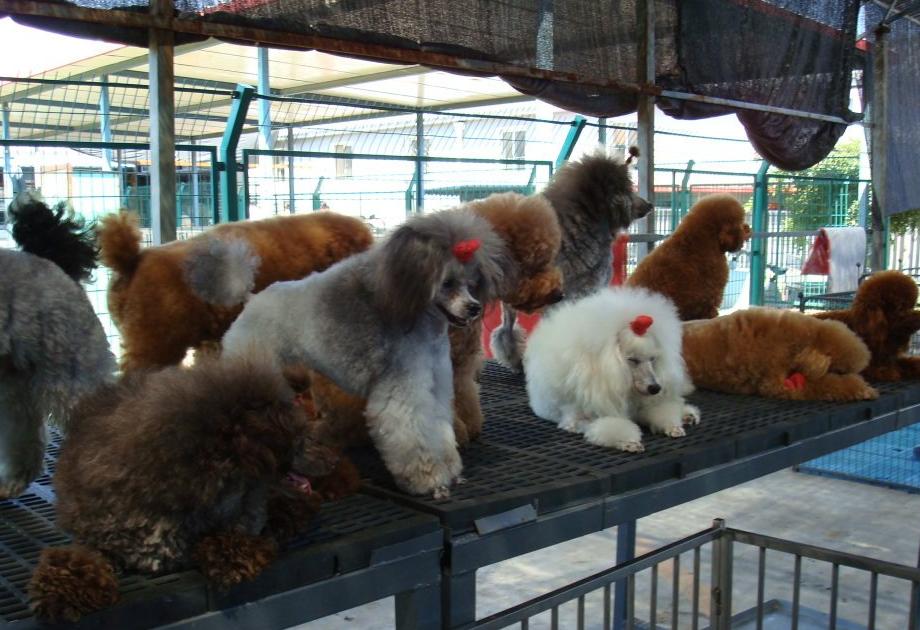 买狗遇到无良商家,买狗前一定要问店家问情