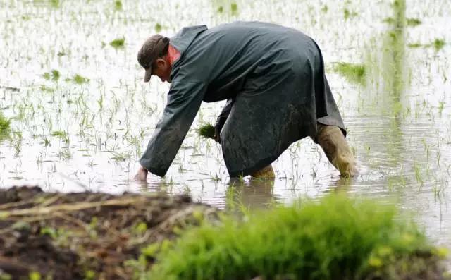 宁夏青铜峡蟹田米，养生之“稻”送给最亲爱的人