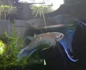 血脉奋“斗”历程--国斗繁殖实录(1)生命的起源