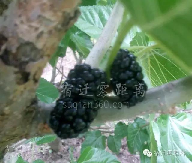 桑葚里爬出虫子,桑葚放大里面有虫子