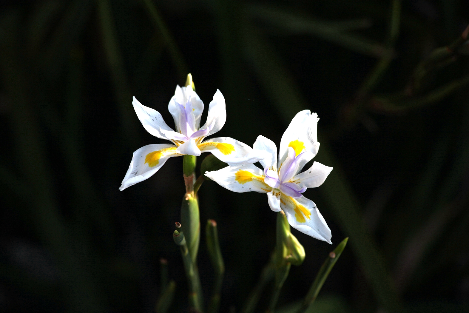 兰花玉肌翠骨、纯朴雅丽。