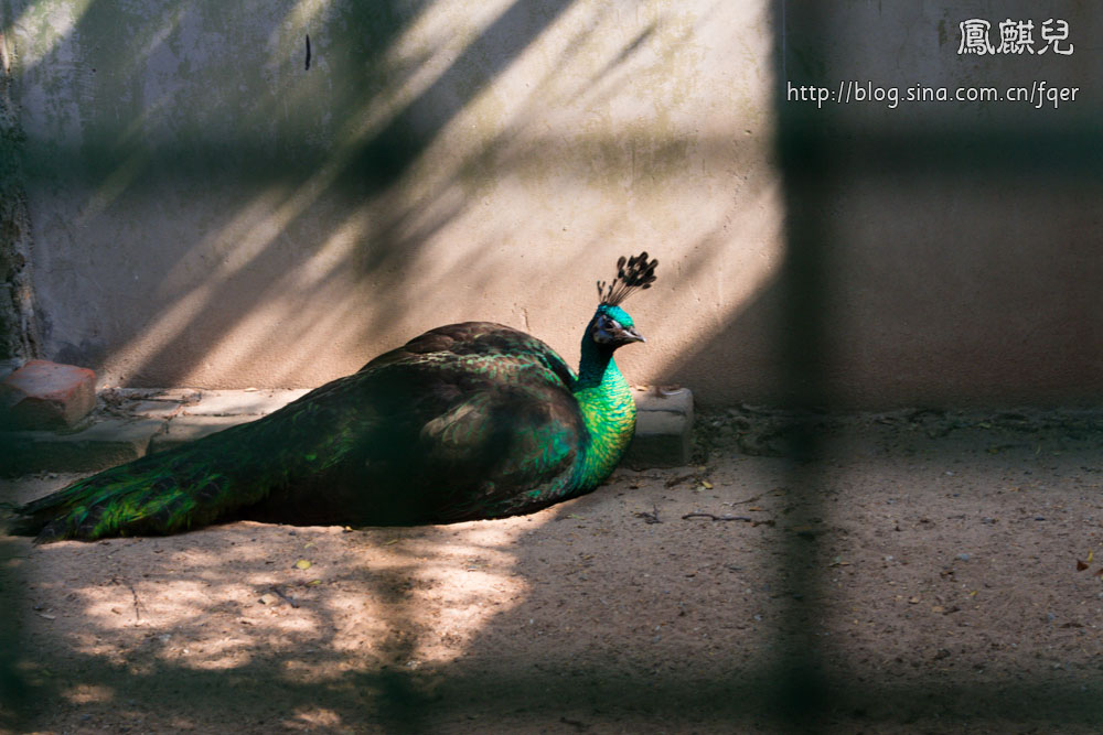 ​[凤麒儿]北京动物园——与动物的亲密接触
