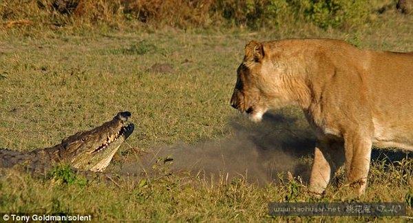 鳄鱼对阵母狮胜券在握，不料又来两头母狮，终究寡不敌众竟惨死