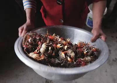 真正的福建美食,福建十大恶心料理