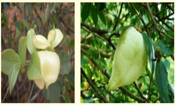 油茶树上长的茶耳可以吃的,油茶树上的茶泡