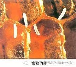 养蜂的蜜蜂是怎样变成蜂王的 (养蜜蜂的蜂农是怎样养蜂的)