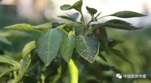 辣椒树上很多白色的小虫会飞,辣椒有虫害怎么防治