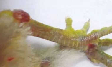 鸡病判断法,鸡的常见疾病及临床表现