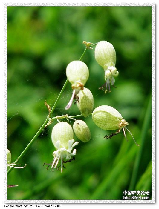 梦里花开——*疆新**，又一次的心动