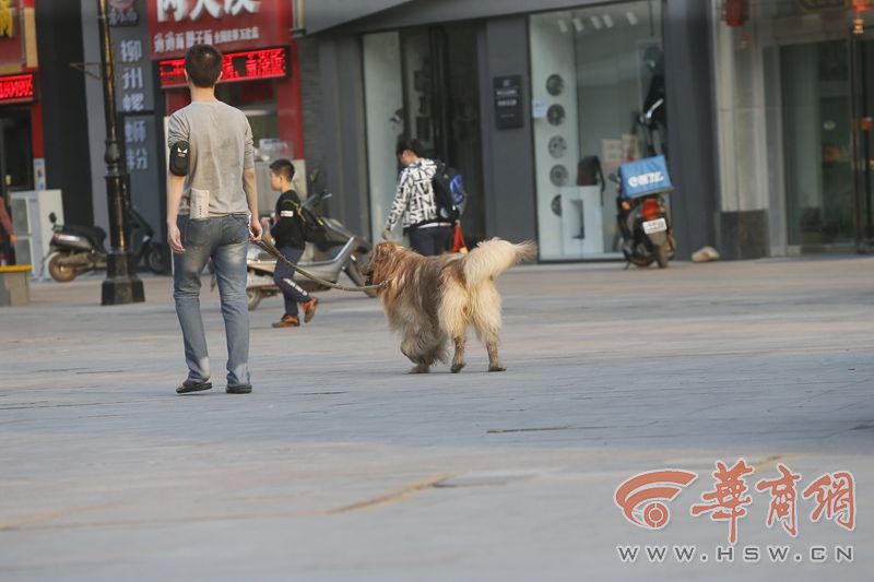 遛狗不牵绳记者,遛狗不拴绳被民警发现