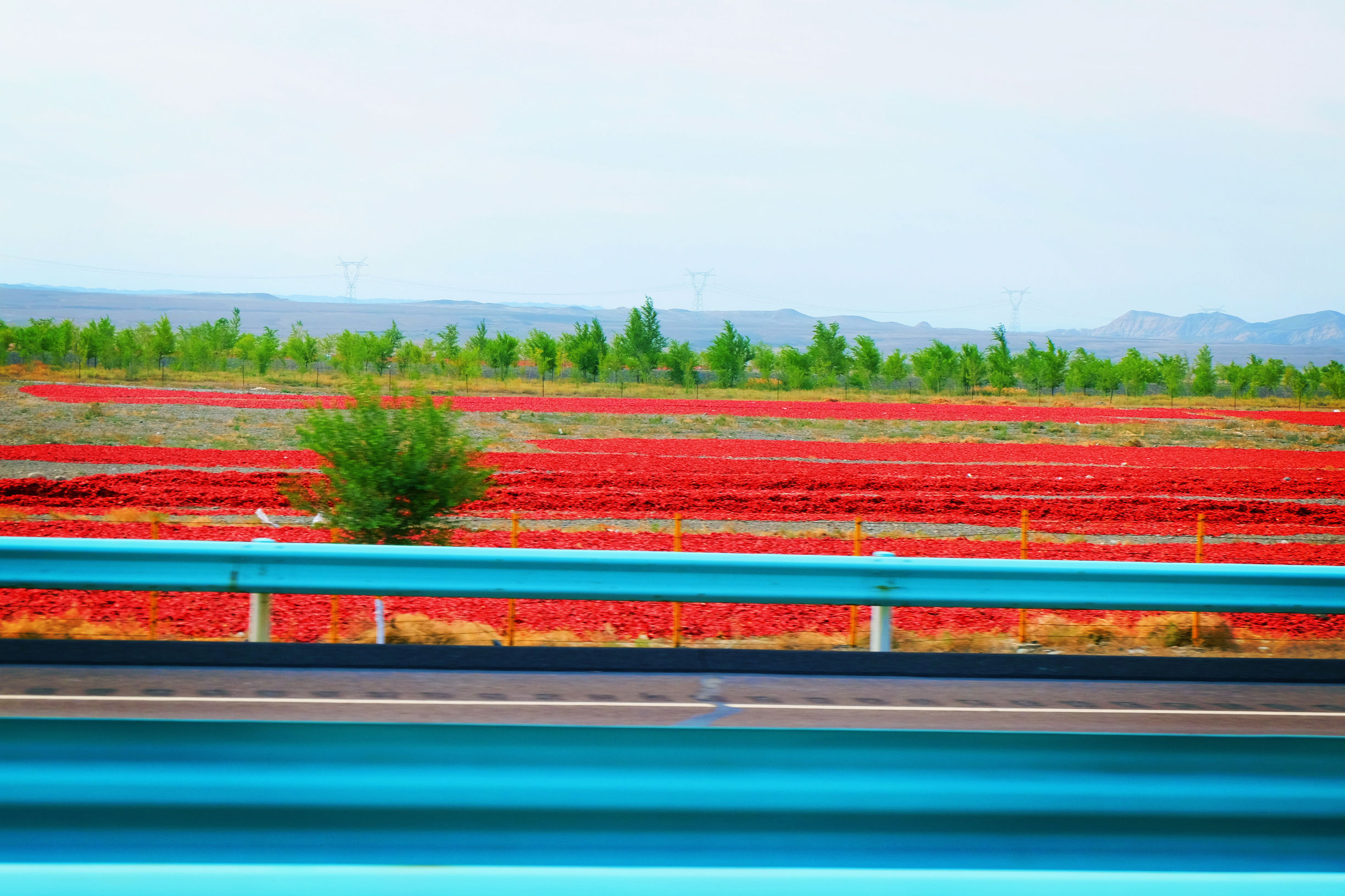 新疆伊犁14天旅行攻略,8天伊犁之旅
