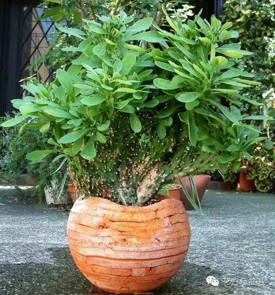 麒麟掌有毒吗用啥能解毒,麒麟掌有毒吗误食了怎么办