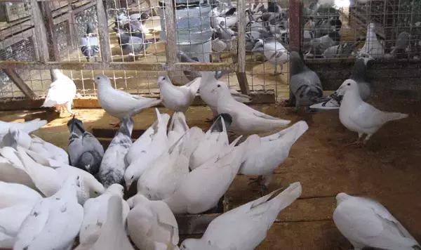 国内外白鸽品种及赏欣