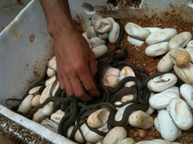 小伙养毒蛇年入百万，成功之道让人惊叹