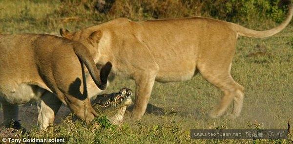 鳄鱼对阵母狮胜券在握，不料又来两头母狮，终究寡不敌众竟惨死