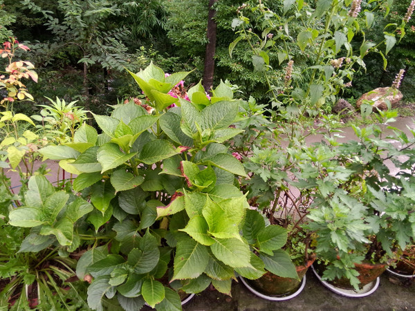 成都大邑龙窝子,大邑龙窝子农家乐自助烧烤