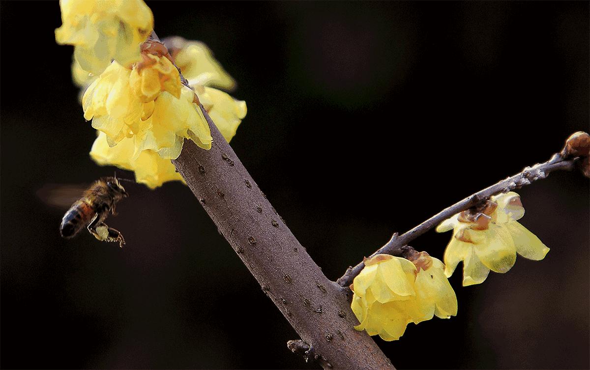 蜜蜂采得百花蜜为谁辛苦为谁甜,古诗中蜜蜂被称为什么