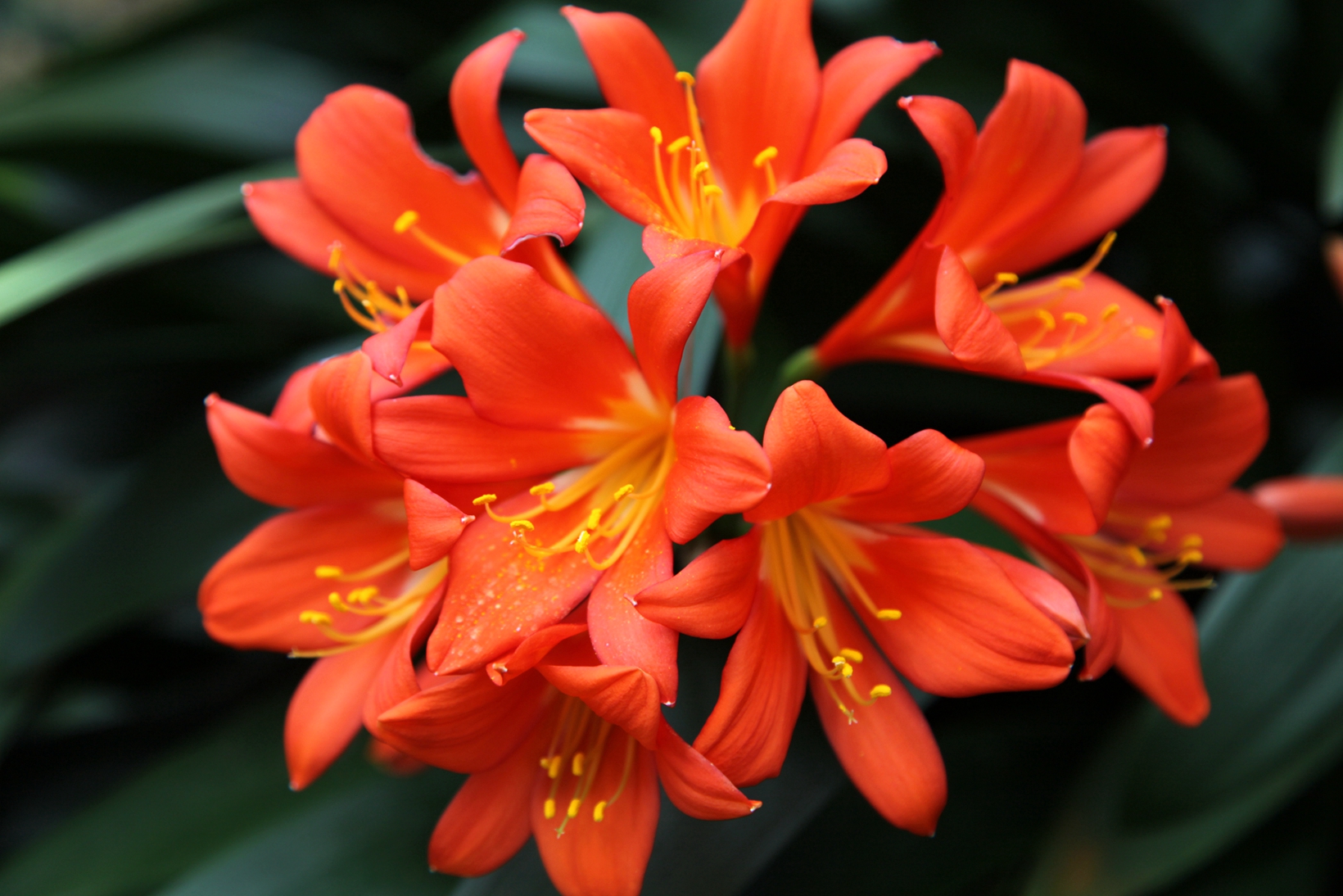 兰花玉肌翠骨、纯朴雅丽。