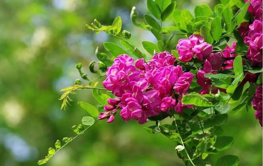 关于绿槐的诗文,绿槐阴最厚全诗