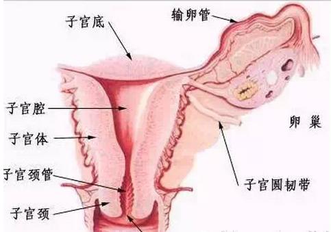 卵巢老一岁，女人老十岁，女人的下面有多脏你知道吗！