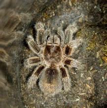 古代最邪恶的“苗疆八大巫蛊术”，这个皇帝就是因他家破国亡