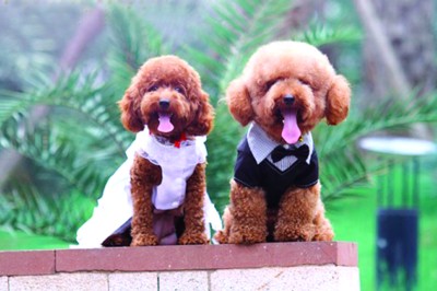 我家泰迪5个月了发情是怎么回事,日天日地日空气的狗是什么狗